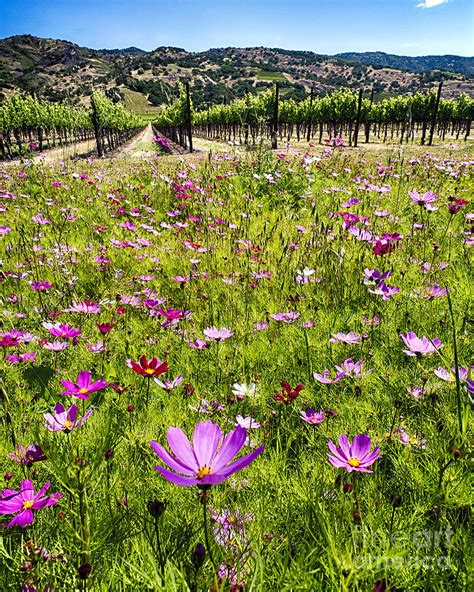 Spring Wildflowers Of Napa Valley Photograph By George Oze