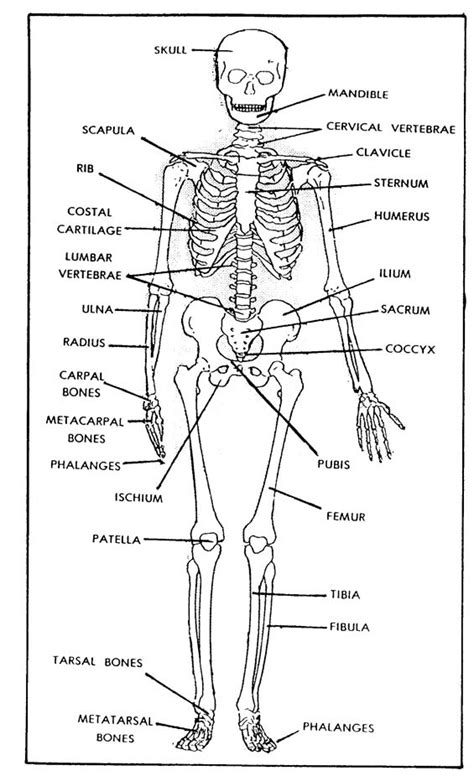 However, there are several major joints that are. 1-1. THE SKELETAL SYSTEM
