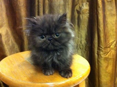 Persian Kitten Sold 6 Years 8 Months Flat Face Persian