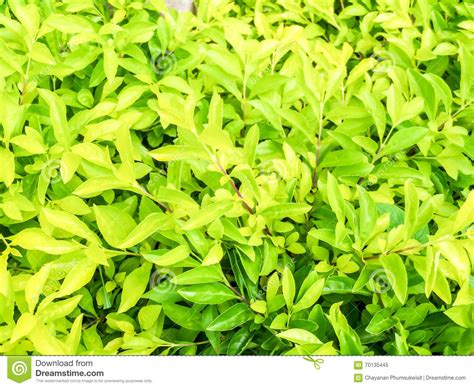 Green And Light Yellow Leaf Of Plant Background Stock Image Image Of