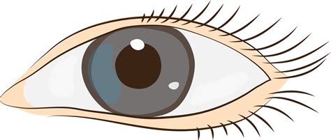 Eyelashes clipart eyelid, Eyelashes eyelid Transparent FREE for download on WebStockReview 2021