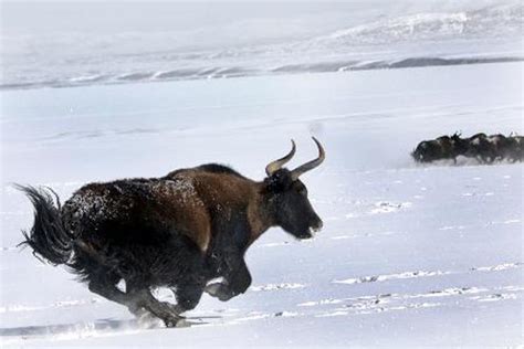 WILD YAK