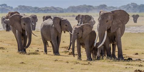 Best Places To See Elephants In Africa Elephant Safaris 2020