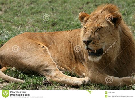 Male Lion Serengeti Safari Tanzania Africa Stock