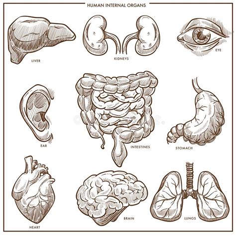 Disegno Degli Organi Umani Anatomia Del Corpo Del Vettore Parti Del