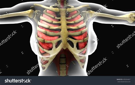 Common causes of rib pain pain specifically under left or right rib cage Lungs Behind Ribs : Respiration Lungs Rib Front Download ...