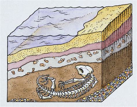 Sedimentary Rocks Earth Science Socratic