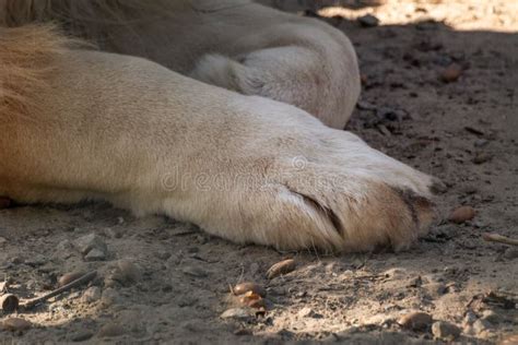 Lion Two Front Legs Paws Close Up On Sand Stock Photo Image Of
