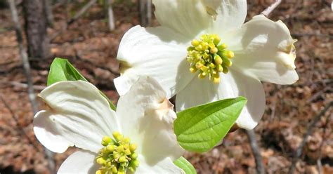 Using Georgia Native Plants Flowering Dogwood Iconic Southern Beauty