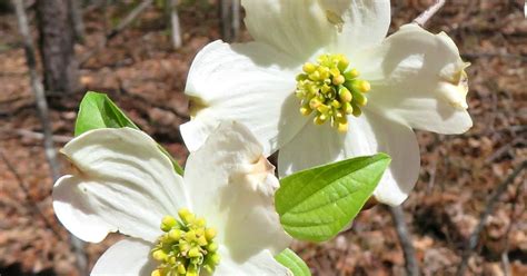 This is a showy plant in the right habitat. Using Georgia Native Plants: Flowering Dogwood - Iconic ...