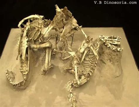 Combat Velociraptor Et Protoceratops Early Humanoids Fossils Vertebrates Prehistoric