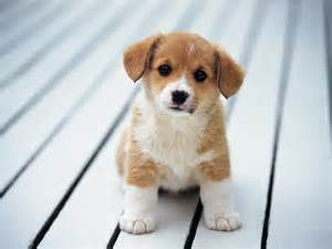 Image result for Cute Puppy