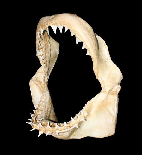 Phatfossils Carcharodon Carcharias Jaw Great White Shark Jaws And Teeth