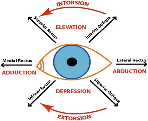 The Extraocular Muscles Of The Eye Faculty Of Medicine