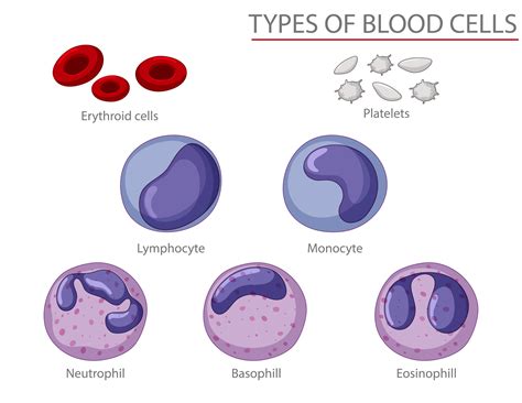 Monocyte Vector Art Icons And Graphics For Free Download