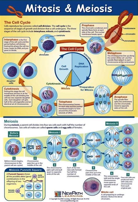 Mitosis And Meiosis Science Biology Teaching Biology Biology
