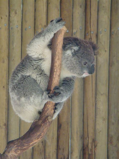 Koala Flickr