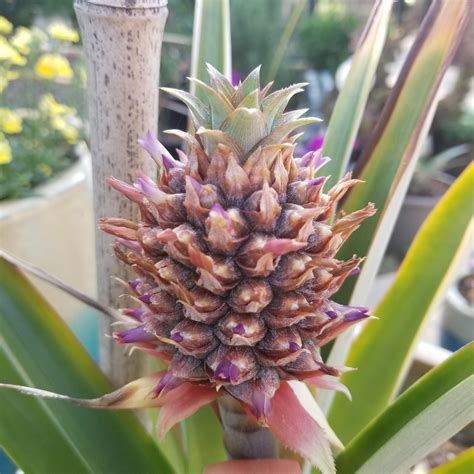 I Wanted To Show Off One Of My Flowering Pineapple Plants Rgardening