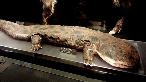 The Amphibian That Roams Rivers The Giant Japanese Salamander YABAI