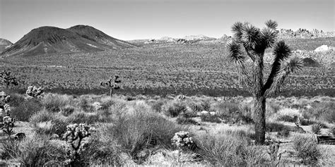 Joshua Tree Geology Tour Road Photograph By Peter Tellone Fine Art