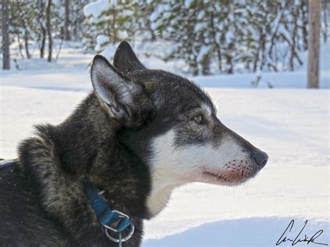 Dog Sledding In Lapland C Ludik