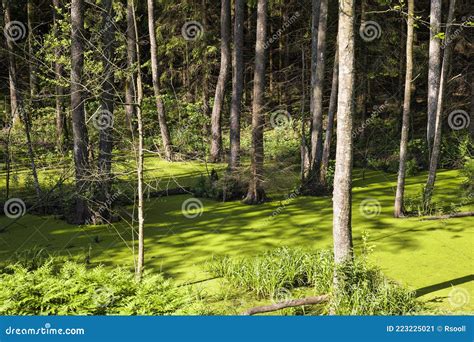 Green Slime Swamp Stock Image Image Of Shade Green 223225021