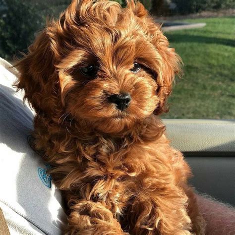 The cavapoo also sometimes referred to as a cavoodle is a distinct designer breed of paring a cavalier king charles spaniel and a miniature poodle. Cavapoo Puppies: Information, Characteristics, Facts ...