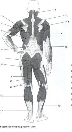 Major muscles of the body, with their common names and scientific (latin) names your job is to diagram and label the major muscle groups, for both the anterior (frontal) view and the posterior (rear) view anterior view. Blank Head and Neck Muscles Diagram | body muscles ...