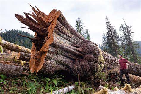 Massive Trees Cut Down Ancient Forest Alliance
