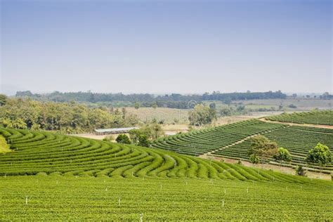 Green Tea Plantation Landscape Stock Image Image Of Fresh Field