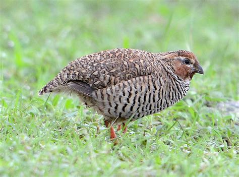Quail Information for Kids