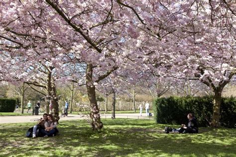 Why We Love Spring In London Rockflower London Garden Hanami