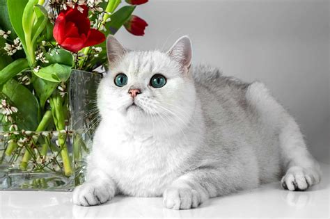 White British Shorthair Facts Genetics And Health With Pictures