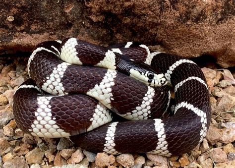 But how much does the 'average' horse cost? How Much Do Snakes Cost? — Snakes for Pets