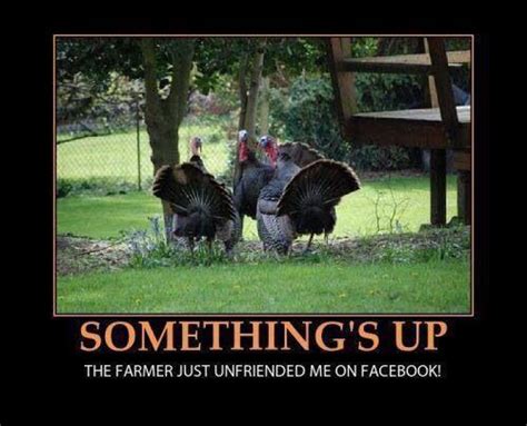 poor turkeys funny thanksgiving pictures thanksgiving pictures happy thanksgiving pictures