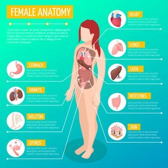 Clipart of a medical diagram of organs of the female body. Girl body anatomy. cartoon medical female human body ...