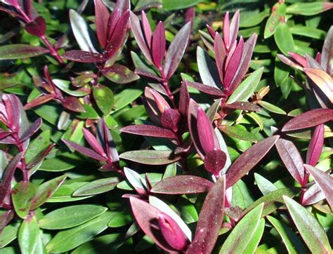 Hebe Hybrida Pretty N Pink Wholesale Nursery Nurseries In Melbourne