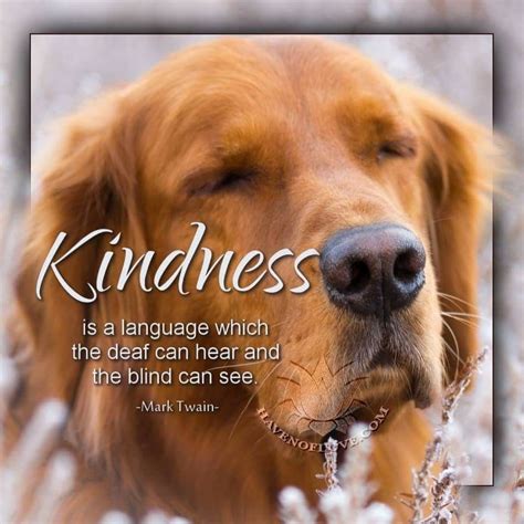 Pin By Mily On Animal Wisdom Kindness Good Thoughts Deaf
