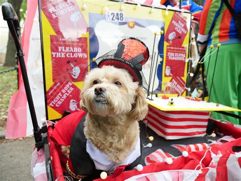 See The Canine Costumes From This Years Tompkins Square Park Halloween