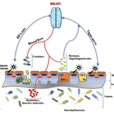 Schematic Representation Of The Microbiota Gut Brain Axis Interplay A