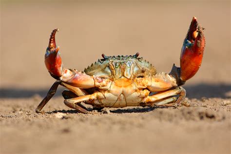 Why Do Crabs Walk Sideways Discover Wildlife