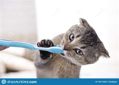 British Kitten And A Toothbrush The Cat Is Brushing His Teeth Stock