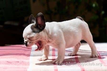 Small vintage hubley cast iron boston terrier dog french bulldog 3 paperweight. What are French Bulldog Teething Symptoms? Check your Pug ...