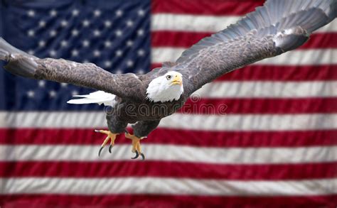 1679 American Eagle Flag Stock Photos Free And Royalty Free Stock