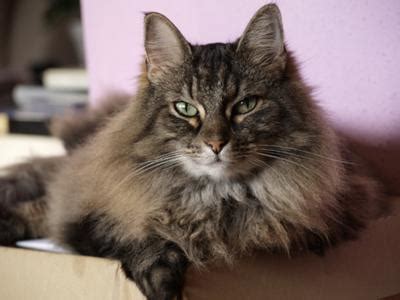 Each cat is unique as is their coat and its pattern, so certainly something must specifically explain. How tabby cats got their "M" marking - PoC