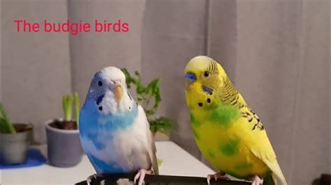 Budgies Sound Like Budgies Voicebudgies Pair Happy Sounds New