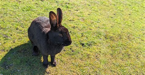 We Get It Jerichos Bunnies Are Cute But Please Dont Touch City Of Vancouver