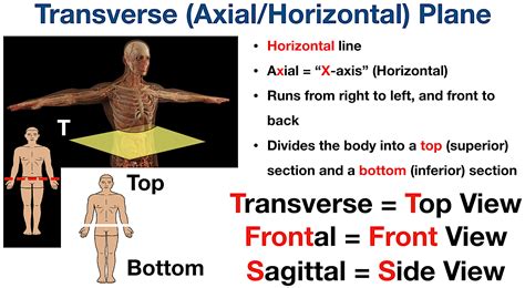 What Are The Planes Of The Body