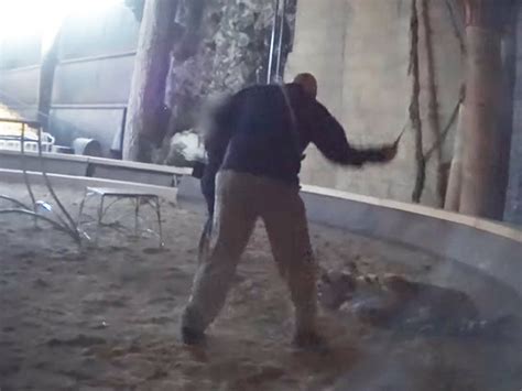 Hollywood Animal Trainer Footage Surfaces Of Vicious Tiger Whipping