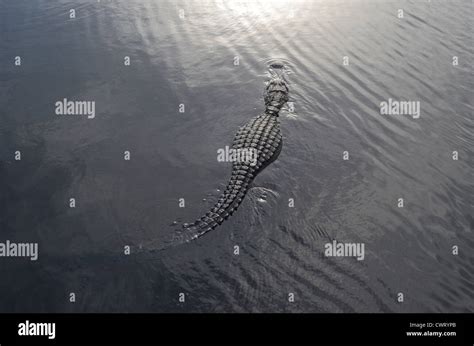 American Alligator Swimming Stock Photo Alamy